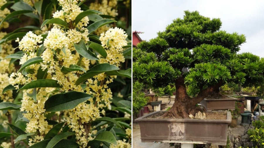 Cây mộc hương (bên trái), cây tùng la hán là những loại cây phong thủy có tuổi thọ cao, mang ý nghĩa tốt, có thể trồng trong khuôn viên của căn nhà.