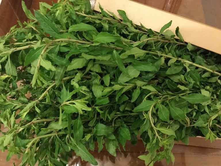 Rau củ khởi – đặc sản núi rừng Tây Bắc, mọc hoang ven rào, giờ thành rau quý.