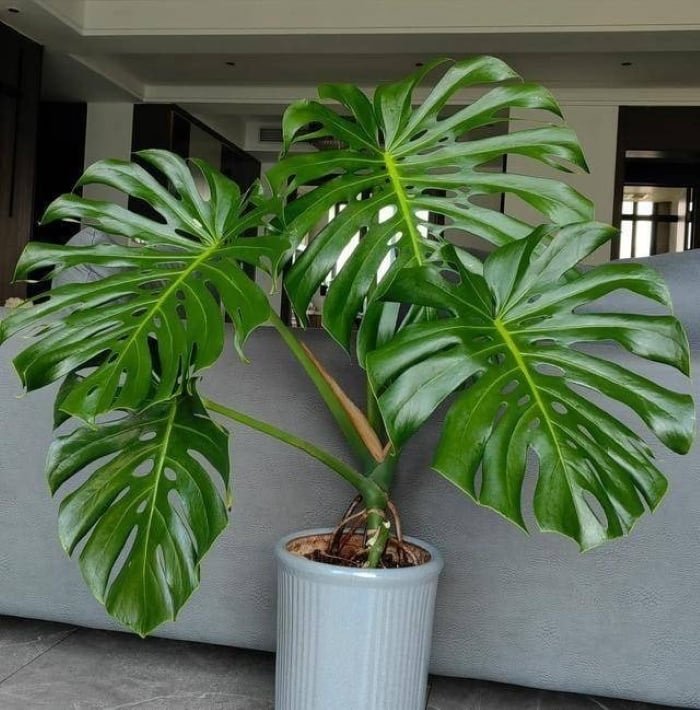 Một cây xanh sống và phát triển mạnh