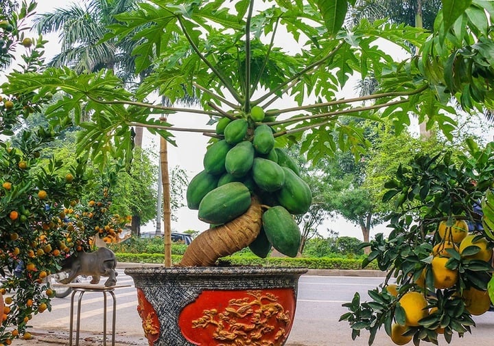 Theo phong thủy, cây đu đủ là một linh khí chiêu tài, tích tiểu thành đại, thể hiện phúc ấm con cháu nhiều, xum xuê, thịnh vượng.