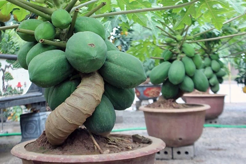 Trồng cây đu đủ trước cửa nhà có thu hút Tài Lộc về cho gia chủ không?