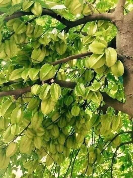 Cây khế mang nhiều ý nghĩa công dụng
