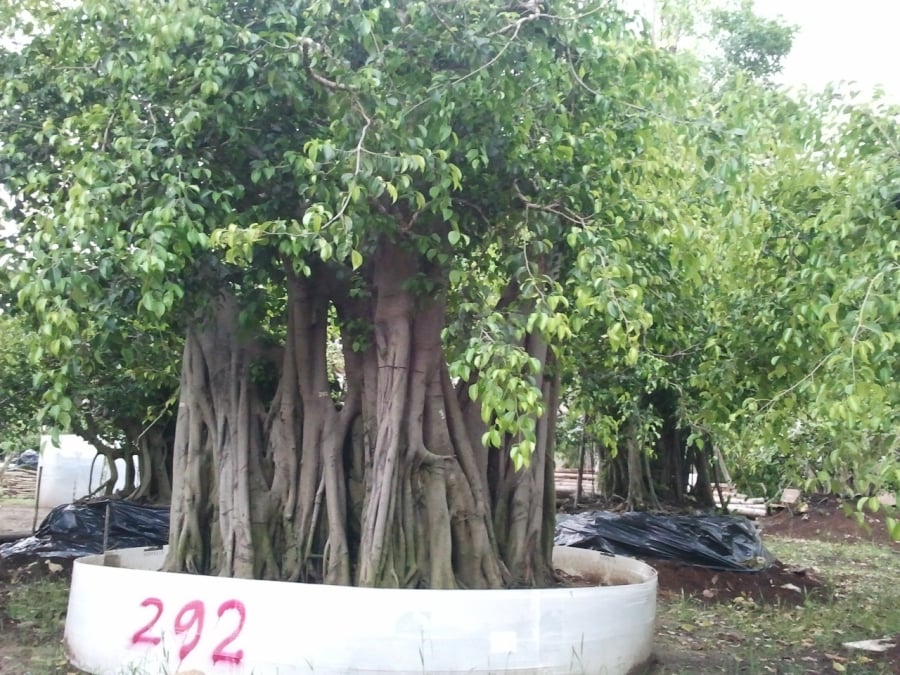 Cây âm