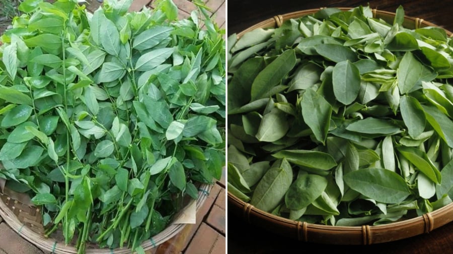 Rau ngót tốt cho sức khỏe nhưng không phải ai cũng nên ăn.
