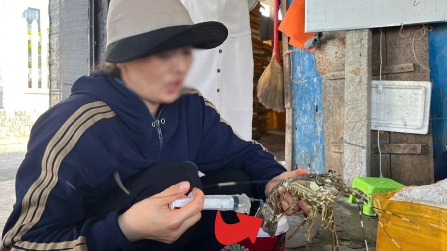 Cơ sở bị phát hiện bơm tạp chất vào tôm hùm