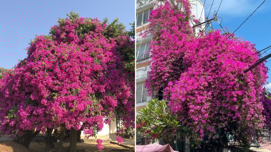 Gia chủ có thể lựa chọn các vị trí đẹp trong nhà để trồng cây hoa giấy giúp thu hút tài lộc.