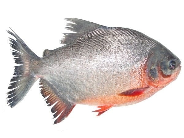 Cá chim – đặc biệt là cá chim trắng – không chỉ thơm ngon mà còn giàu dưỡng chất.