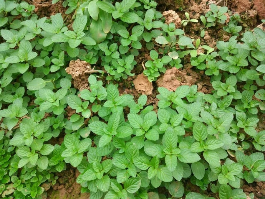 Cây bạc hà