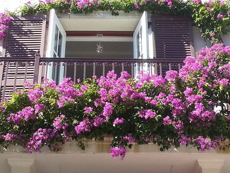Trồng hoa giấy nên lưu ý