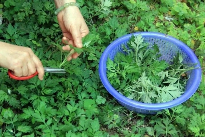 Cây ngải cứu có mùi thơm nồng, cay, có tác dụng xua đuổi côn trùng, trong đó có rắn.