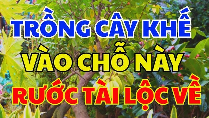 Vị trí trồng khế hút tài lộc