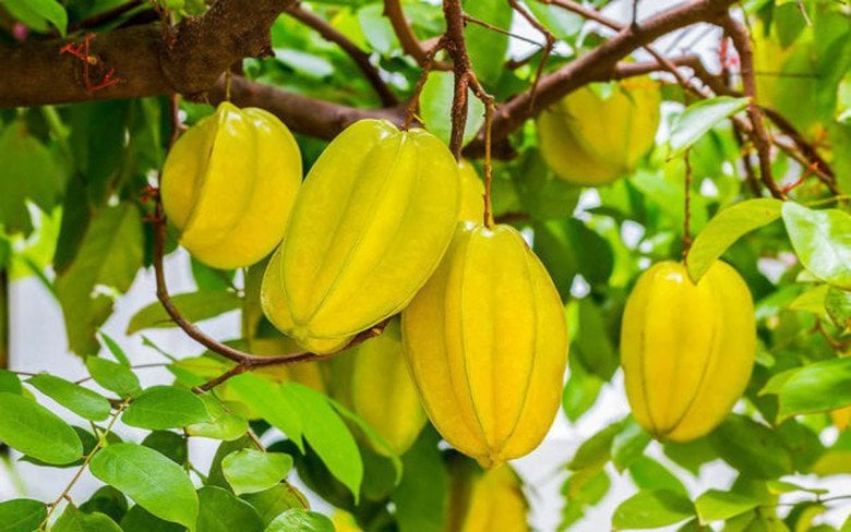 Vị trí trồng khế hút tài lộc