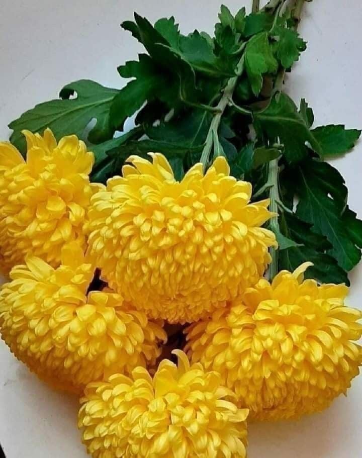 Hoa cúc vàng đại đóa thường được thắp hương