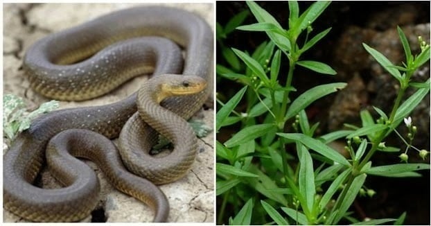 Tên gọi dễ gây nhầm lẫn, nhưng bạch hoa xà thiệt thảo không phải là một với bạch hoa xà.