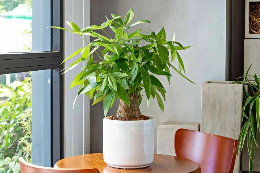 Cây kim ngân vượng phong thủy tiền bạc