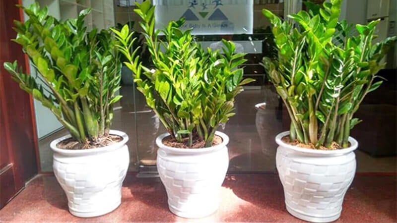 Cây Kim tiền mang đến cho gia chủ về tài lộc, may mắn, tiền tài, phú quý, giàu sang, sung túc, thịnh vượng.