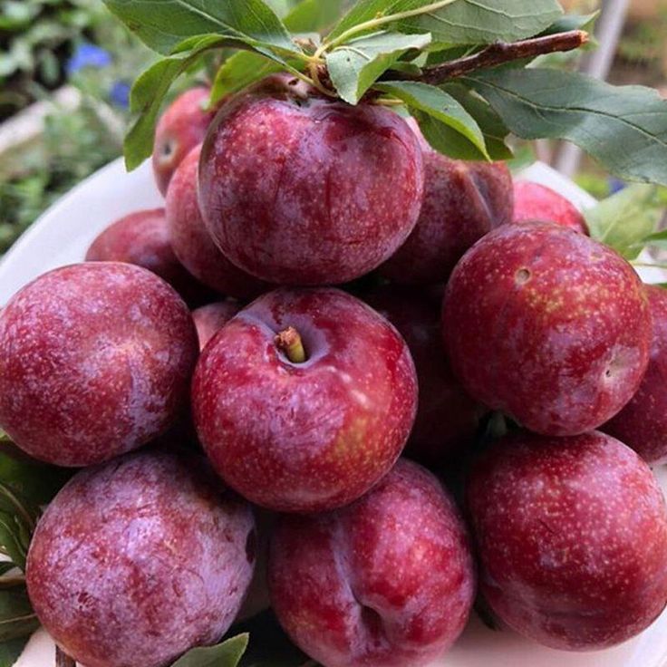 Mận giàu dinh dưỡng