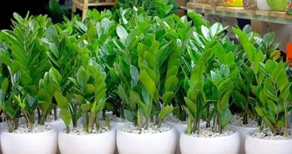 Nếu nhà bạn nằm cuối đường cụt hoặc có ngõ hẹp, đường nhỏ đâm thẳng vào cửa chính, đây được xem là “thế trực xung” – một thế phong thủy không tốt.