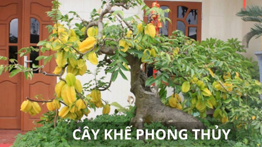 Cây khế thành cây cảnh phong thủy