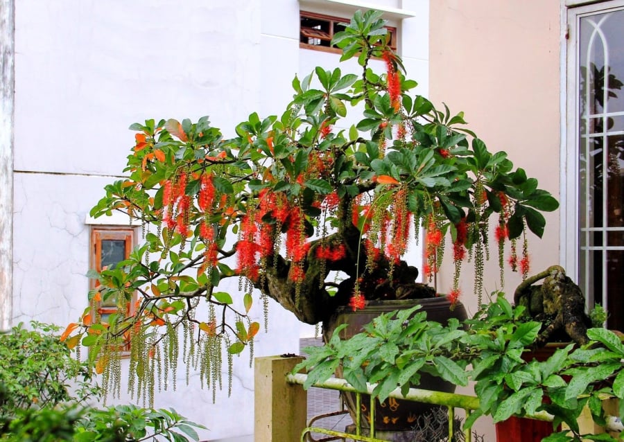 Trồng cây cau trước nhà giúp ngăn tà khí, hấp thu năng lượng tốt và giữ lại vượng khí. Gia đình có cây cau xanh tốt trước cửa thường gặp nhiều điều may, con cháu hiếu thuận, công việc thuận buồm xuôi gió.