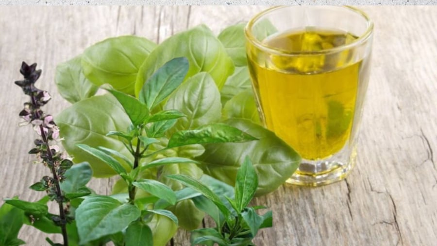 Rau húng quế nhiều công dụng tốt cho sức khỏe