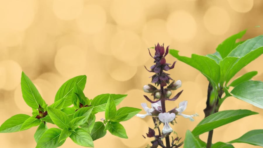 Húng quế được xem là cây cảnh phong thủy