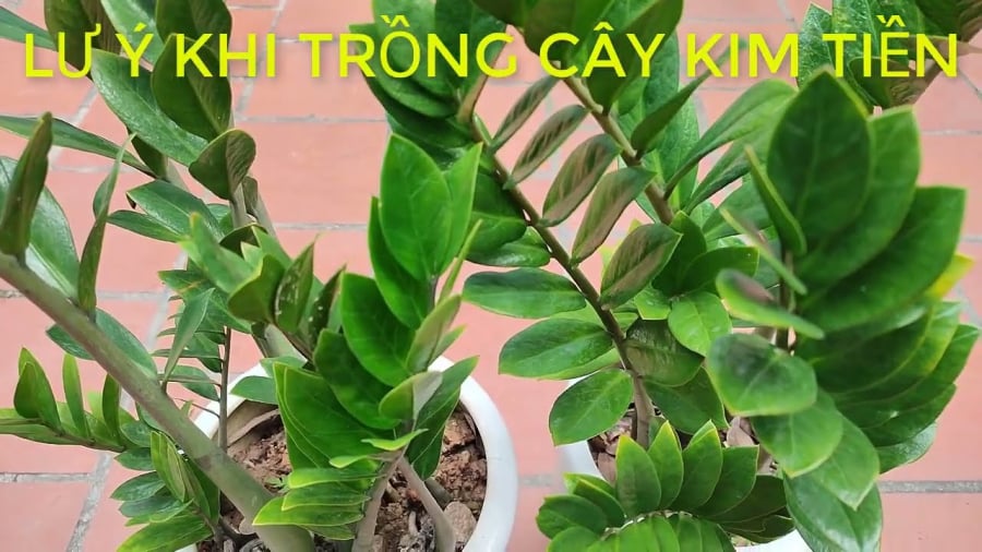 Cây kim tiền kiêng kỵ với 2 kiểu người này