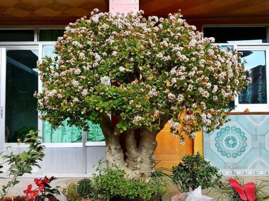 Nếu là cây do ông bà, cha mẹ trồng để lại – giá trị phong thủy và tinh thần càng lớn. Dù không còn tươi tốt như xưa, nhưng nếu cây vẫn còn nhựa sống, vẫn ra mầm – hãy tiếp tục chăm sóc, vì đó là dấu hiệu tài lộc chưa rời khỏi mái nhà bạn.