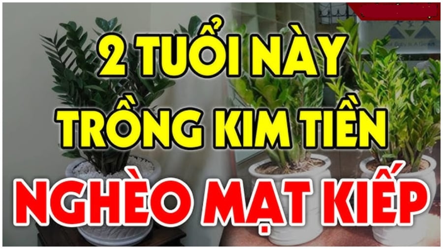 Người kiêng kỵ trồng kim tiền