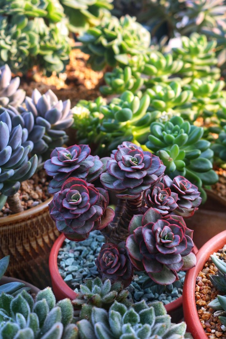 Sen đá ra hoa làm mất đi vẻ đẹp