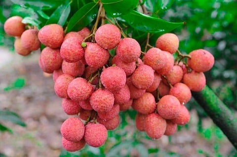 Vitamin nhóm B trong vải thiều đóng vai trò quan trọng trong việc duy trì hoạt động ổn định của hệ thần kinh.