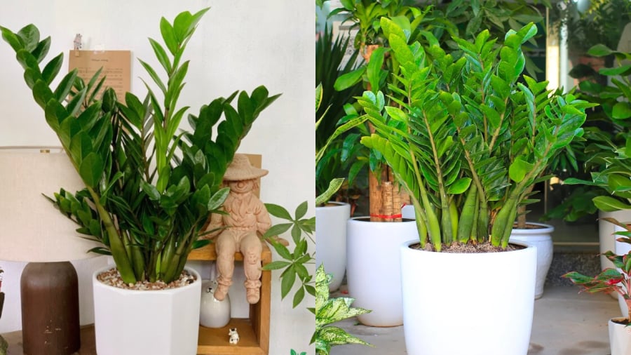 Khi trồng cây kim tiền, bạn cần tránh phạm phải một số sai lầm để cây có thể phát triển tốt.