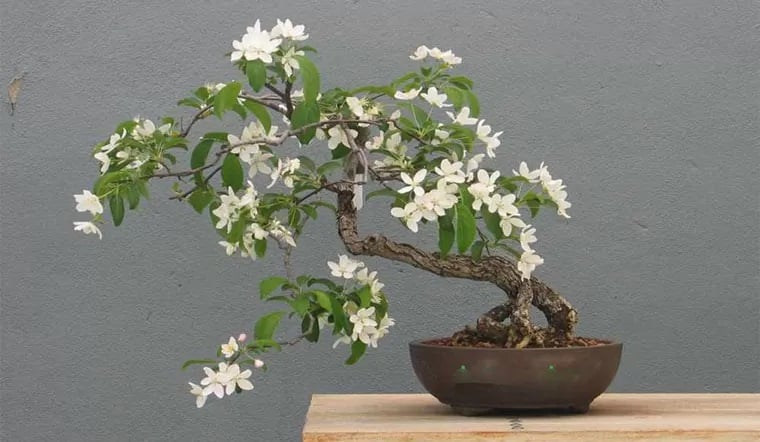 Cây nguyệt quế