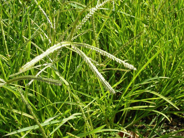 Cỏ mần trầu gội đầu giúp mượt tóc