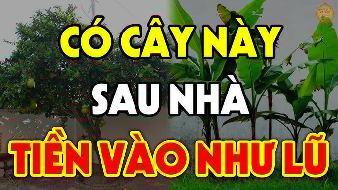 4 loại trồng cây hút lộc