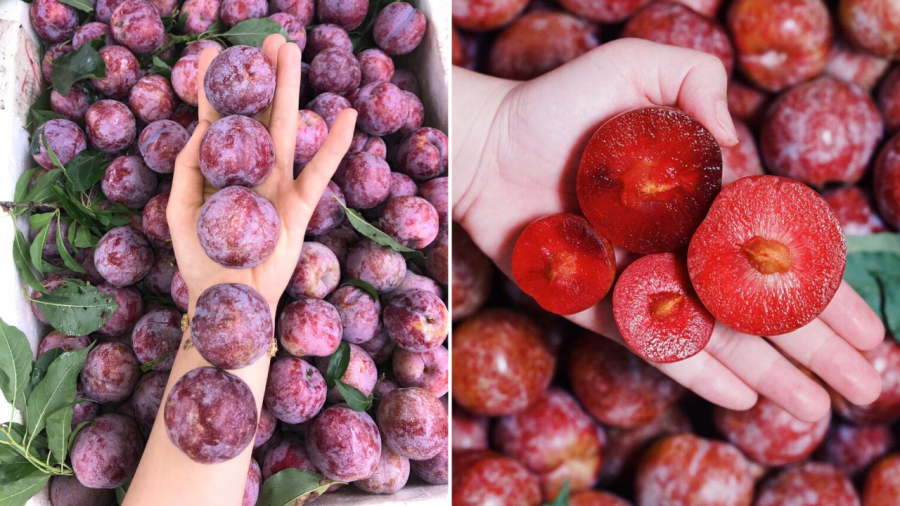 Để làm ô mai mận và siro mận, bạn nên chọn những quả mận chín đỏ nhưng vẫn còn cứng cáp.
