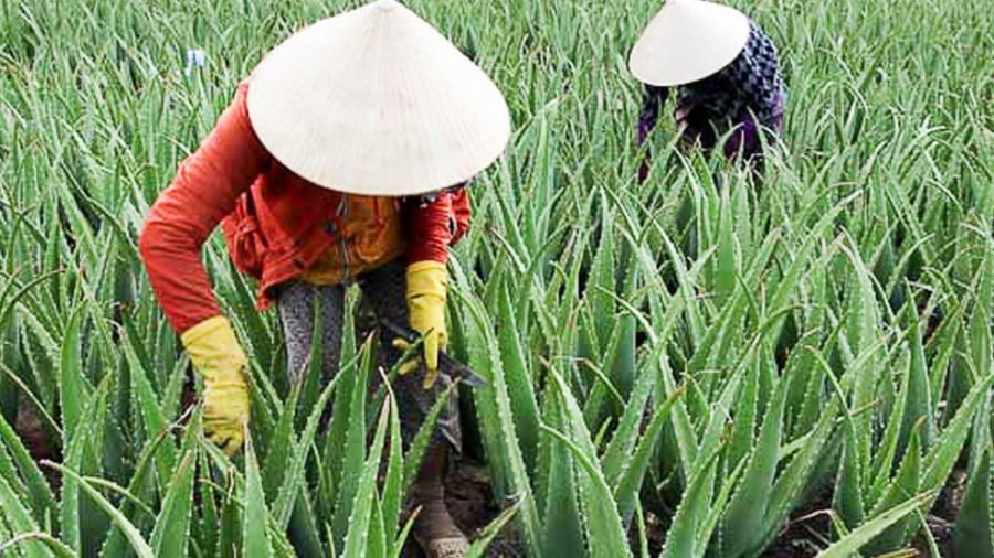 Nha đam, hay còn gọi là lô hội, vốn là loài cây mọc tự nhiên ven đường, trong những khu vườn quê ở nhiều tỉnh thành