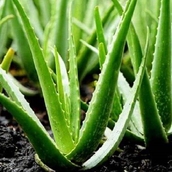 Giá nha đam tươi hiện dao động từ 4.000 – 7.000 đồng/kg tùy chất lượng lá và thời điểm