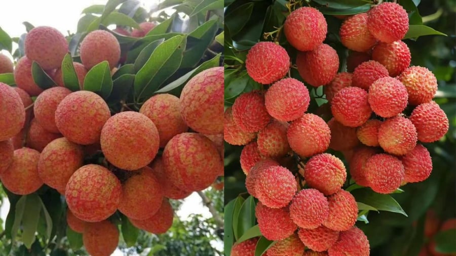 Vải giàu dinh dưỡng nhưng một số người nên hạn chế