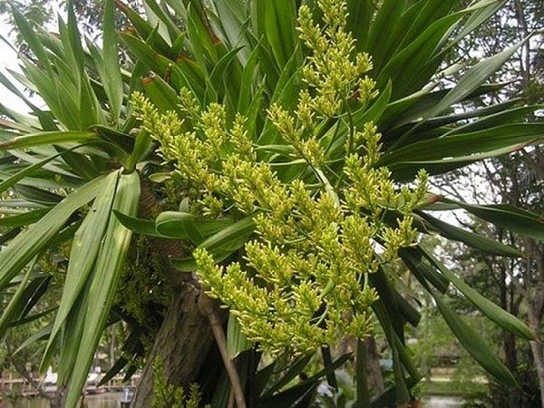 huyet-giac-co-tac-dung-gi