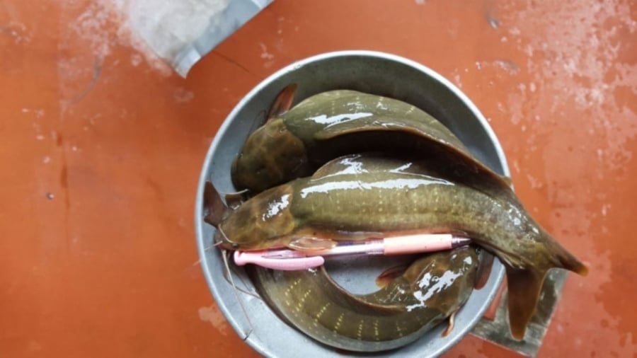 Nếu có nhu cầu mua, nên chọn cá được nuôi chuẩn sạch, có chứng nhận rõ ràng, tuyệt đối không nên mua loại bán tràn lan, giá rẻ bất thường.