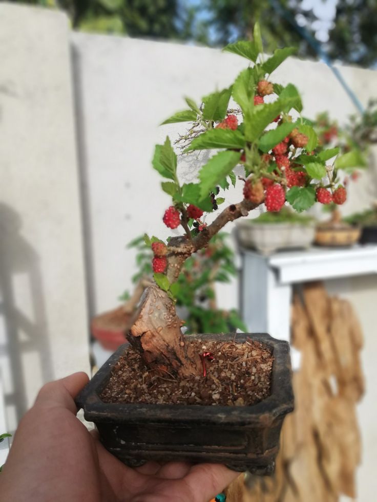 Dâu tằm bonsai