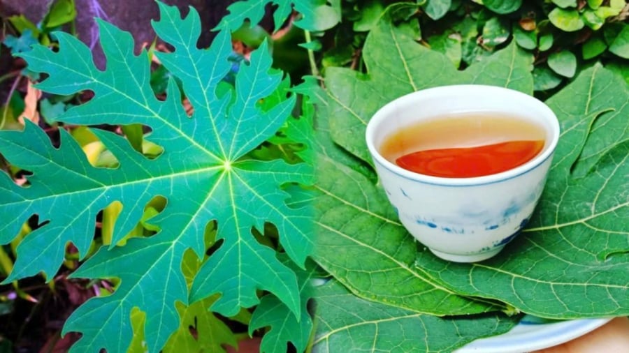 Nước lá đu đủ mang lại nhiều lợi ích cho sức khỏe.