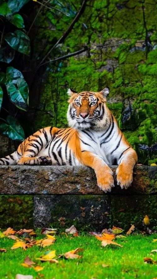 Tuổi Dần gặp thời cơ lớn sau nhiều thử thách