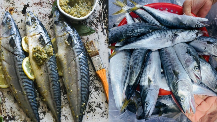 Cá thu Nhật (bên trái) và cá thu ảo.
