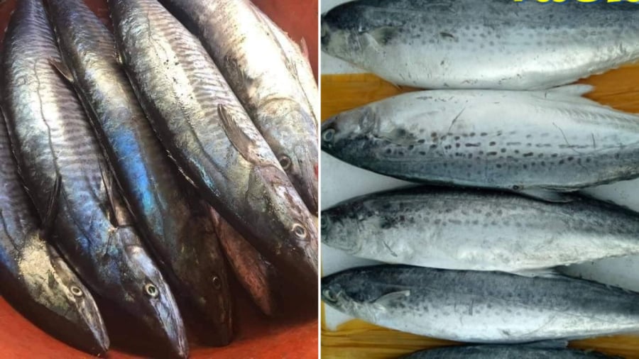Cá thu ngàng (bên trái) và cá thu chấm.