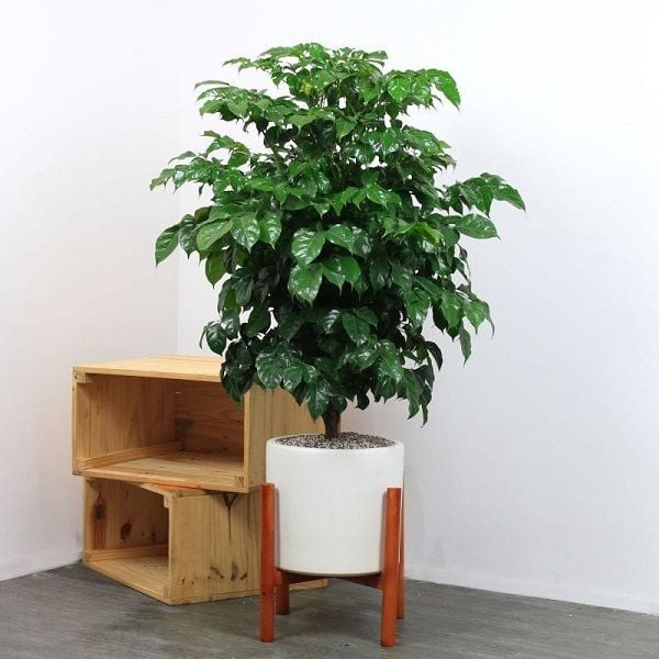 Cây cảnh bị khô héo hãy cẩn thận