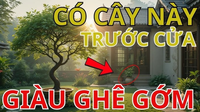 Đúng như tên gọi, cây mang lại ý nghĩa phát tài phát lộc cho gia chủ. 