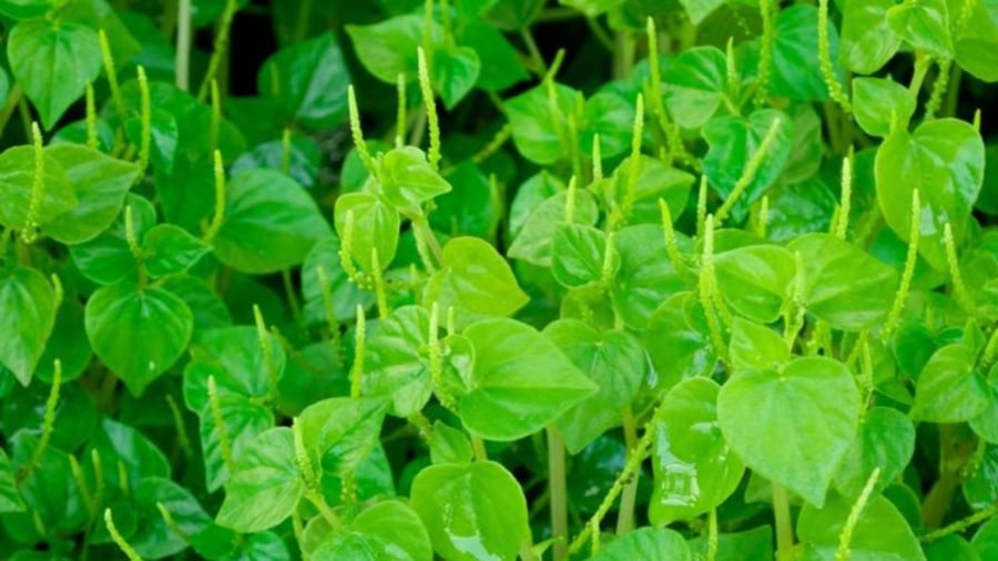 Rau càng cua nhiều giá trị dinh dưỡng