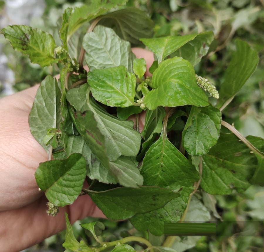 Loại rau nhiều sắt gấp 2 lần thịt bò, ở quê nhổ đi không hết